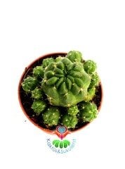 Rebutia Oligacantha Nadir Tür 7 cm Saksılı Muhteşem Çiçek Açar