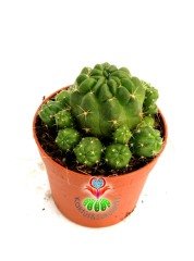 Rebutia Oligacantha Nadir Tür 7 cm Saksılı Muhteşem Çiçek Açar
