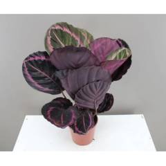 Calathea Surprise Star - Pembe Renk Yapraklı -Mükemmel Salon, Dua Çiçeği- 10 cm Saksıda -30 cm Boy