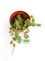 Peperomia ''Turtle'' Prostrata 5,5 cm Saksılı Kaplumbağa Desen Nadir Tür Sukulent