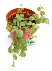 Peperomia ''Turtle'' Prostrata 5,5 cm Saksılı Kaplumbağa Desen Nadir Tür Sukulent