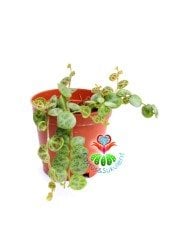 Peperomia ''Turtle'' Prostrata 5,5 cm Saksılı Kaplumbağa Desen Nadir Tür Sukulent