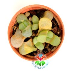 Lithops Divergens-4lü Açık Yeşil Renk Yaşayan Taş Kaktüs 5,5 cm Saksıda