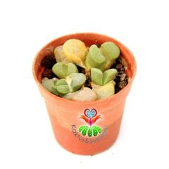 Lithops Divergens-4lü Açık Yeşil Renk Yaşayan Taş Kaktüs 5,5 cm Saksıda