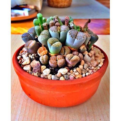 Karışık Lithops Tohumu 30+ Adet Taş Kaktüs,Altıntaş,Yaşayan Taş