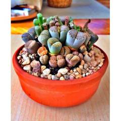 Karışık Lithops Tohumu 30+ Adet Taş Kaktüs,Altıntaş,Yaşayan Taş