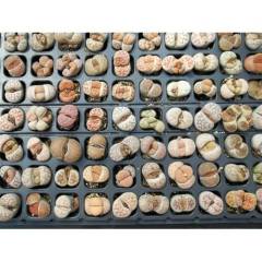 Karışık Lithops Tohumu 30+ Adet Taş Kaktüs,Altıntaş,Yaşayan Taş