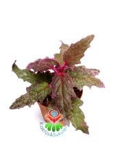 Gynura Aurantiaca Mor Kadife Yapraklı 5,5 cm saksılı