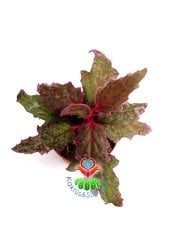Gynura Aurantiaca Mor Kadife Yapraklı 5,5 cm saksılı