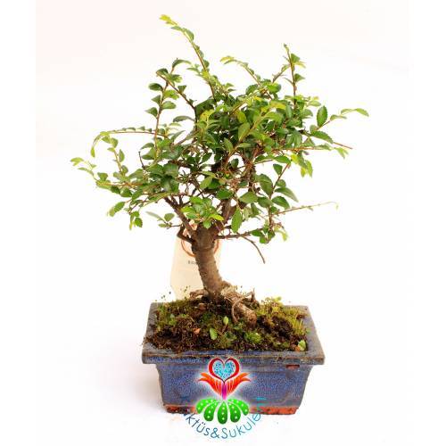 Zelkova Bonsai, Mükemmel Formlu Kalın Gövdeli Minyatür Ağaç-15 cm Mini Boy,Nette En Uygun Fiyat