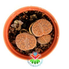 Lithops Mennelli 3lü Yaşayan Taş Kaktüs 5,5 cm Saksıda