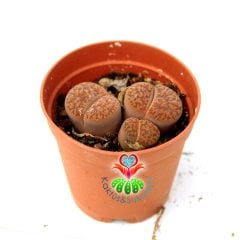 Lithops Mennelli 3lü Yaşayan Taş Kaktüs 5,5 cm Saksıda