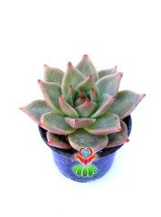 Echeveria Agavoides 'Romeo'- Güneşte Pembeleşmesi Artar-Mükemmel Form ve Renkte-8,5 cm Saksıda