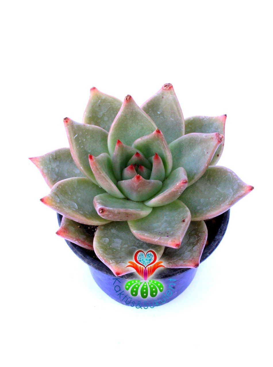 Echeveria Agavoides 'Romeo'- Güneşte Pembeleşmesi Artar-Mükemmel Form ve Renkte-8,5 cm Saksıda