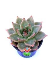 Echeveria Agavoides 'Romeo'- Güneşte Pembeleşmesi Artar-Mükemmel Form ve Renkte-8,5 cm Saksıda