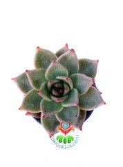 Echeveria Agavoides 'Romeo'- Güneşte Pembeleşmesi Artar-Mükemmel Form ve Renkte-8,5 cm Saksıda