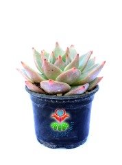 Echeveria Agavoides 'Romeo'- Güneşte Pembeleşmesi Artar-Mükemmel Form ve Renkte-8,5 cm Saksıda