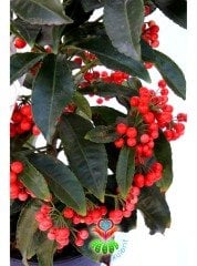 Yeni Yıl Bitkisi Ardisia Crenata Kokina 12 cm Saksılı 45+ cm Boyda Meyvesi Üzerinde