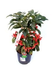Yeni Yıl Bitkisi Ardisia Crenata Kokina 12 cm Saksılı 45+ cm Boyda Meyvesi Üzerinde