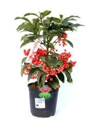 Yeni Yıl Bitkisi Ardisia Crenata Kokina 12 cm Saksılı 45+ cm Boyda Meyvesi Üzerinde