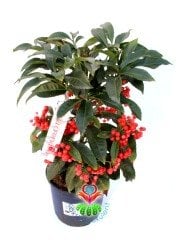 Yeni Yıl Bitkisi Ardisia Crenata Kokina 12 cm Saksılı 45+ cm Boyda Meyvesi Üzerinde