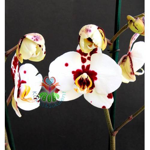 Phalaenopsis Tango Marrakech Butterfly Orkide-Çift Dallı Orkide