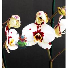 Phalaenopsis Tango Marrakech Butterfly Orkide-Çift Dallı Orkide
