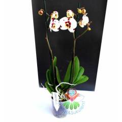 Phalaenopsis Tango Marrakech Butterfly Orkide-Çift Dallı Orkide