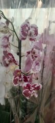 Phalaenopsis Tango Marrakech Butterfly Orkide-Çift Dallı Orkide