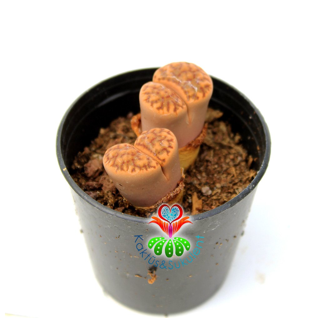 Lithops Sp.-Koyu Kahverengi Yaşayan Taş Kaktüs 5,5 cm SAksıda