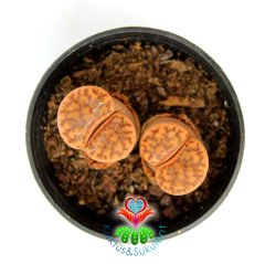 Lithops Sp.-Koyu Kahverengi Yaşayan Taş Kaktüs 5,5 cm SAksıda