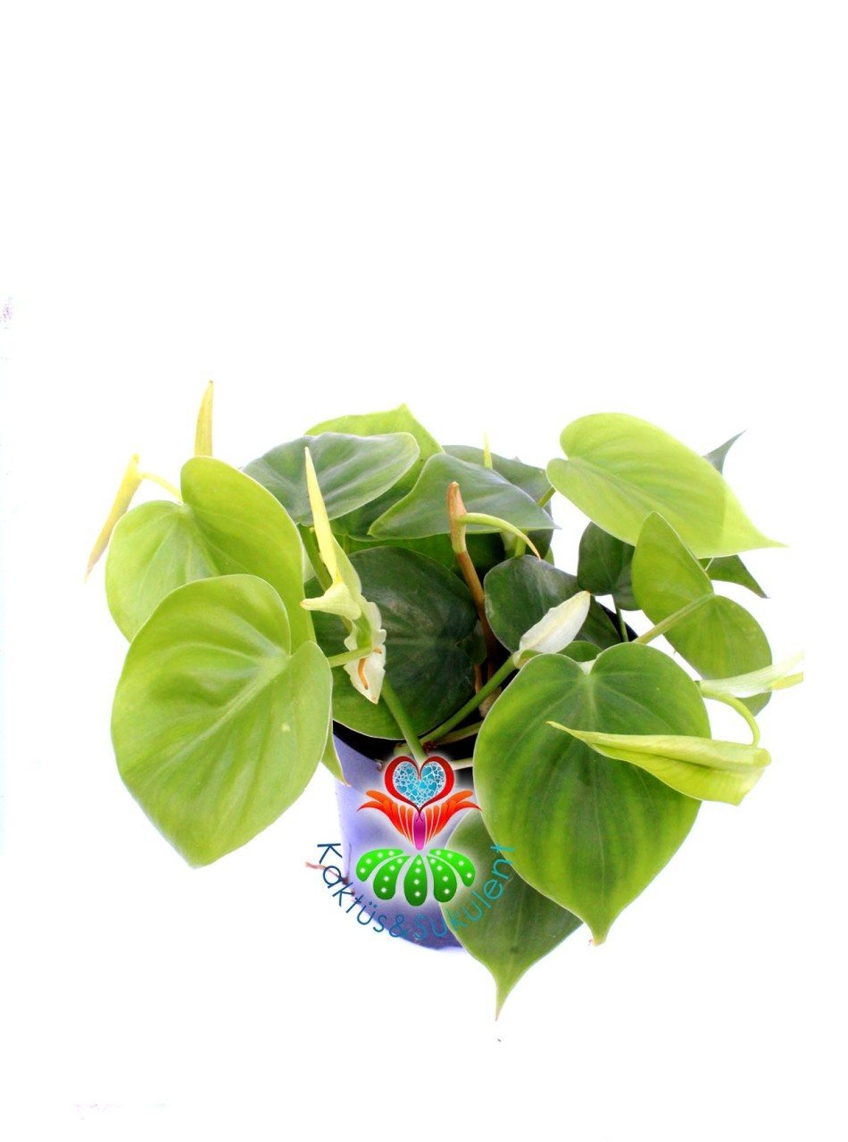 Philendron Scandens Saksı Dolusu İthal 12 cm Saksı Sarkan Tür