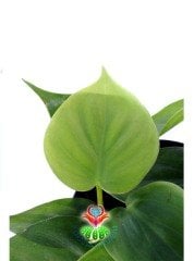 Philendron Scandens Saksı Dolusu İthal 12 cm Saksı Sarkan Tür