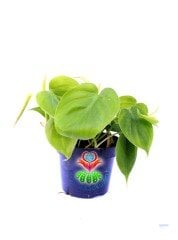 Philendron Scandens Saksı Dolusu İthal 12 cm Saksı Sarkan Tür