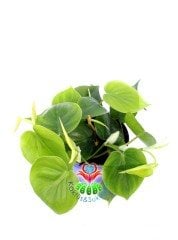 Philendron Scandens Saksı Dolusu İthal 12 cm Saksı Sarkan Tür