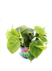 Philendron Scandens Saksı Dolusu İthal 12 cm Saksı Sarkan Tür