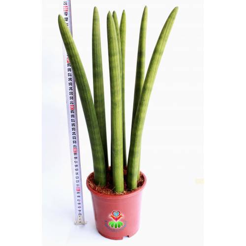 Dev Sansevieria Cylindrica -Dev Paşa Kılıcı-1 Saksıda 7 Adet- 17 cm saksı 50 cm Boy,Hava Temizleyici