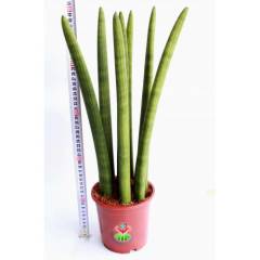 Dev Sansevieria Cylindrica -Dev Paşa Kılıcı-1 Saksıda 7 Adet- 17 cm saksı 50 cm Boy,Hava Temizleyici