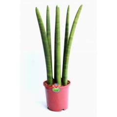 Dev Sansevieria Cylindrica -Dev Paşa Kılıcı-1 Saksıda 7 Adet- 17 cm saksı 50 cm Boy,Hava Temizleyici