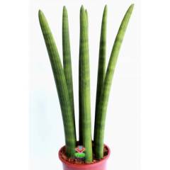 Dev Sansevieria Cylindrica -Dev Paşa Kılıcı-1 Saksıda 7 Adet- 17 cm saksı 50 cm Boy,Hava Temizleyici