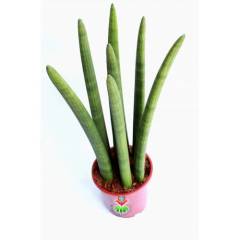 Dev Sansevieria Cylindrica -Dev Paşa Kılıcı-1 Saksıda 7 Adet- 17 cm saksı 50 cm Boy,Hava Temizleyici