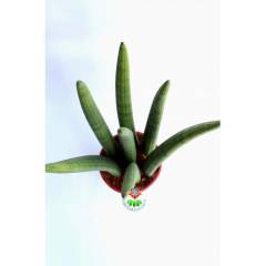 Dev Sansevieria Cylindrica -Dev Paşa Kılıcı-1 Saksıda 7 Adet- 17 cm saksı 50 cm Boy,Hava Temizleyici