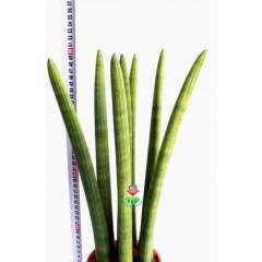 Dev Sansevieria Cylindrica -Dev Paşa Kılıcı-1 Saksıda 7 Adet- 17 cm saksı 50 cm Boy,Hava Temizleyici