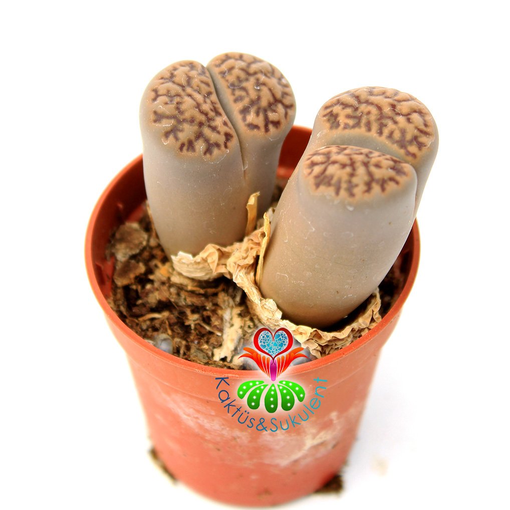 Lithops Elephina-Koyu Çizgili Yaşayan Taş Kaktüs 5,5cm Saksıda