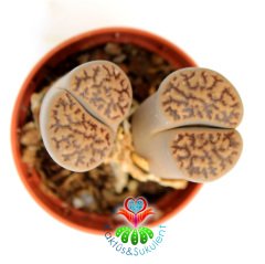 Lithops Elephina-Koyu Çizgili Yaşayan Taş Kaktüs 5,5cm Saksıda