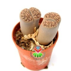 Lithops Elephina-Koyu Çizgili Yaşayan Taş Kaktüs 5,5cm Saksıda