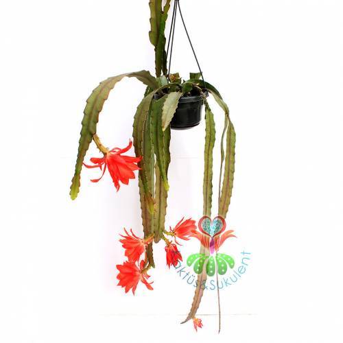 Nadir Atlas Çiçeği, Epiphyllum Bruno Foerster-Muhteşem Kırmızı Çiçek Açar-Büyük Boy-Sarkaç Kaktüs
