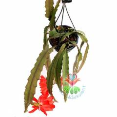 Nadir Atlas Çiçeği, Epiphyllum Bruno Foerster-Muhteşem Kırmızı Çiçek Açar-Büyük Boy-Sarkaç Kaktüs
