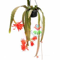 Nadir Atlas Çiçeği, Epiphyllum Bruno Foerster-Muhteşem Kırmızı Çiçek Açar-Büyük Boy-Sarkaç Kaktüs