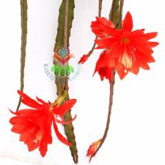 Nadir Atlas Çiçeği, Epiphyllum Bruno Foerster-Muhteşem Kırmızı Çiçek Açar-Büyük Boy-Sarkaç Kaktüs